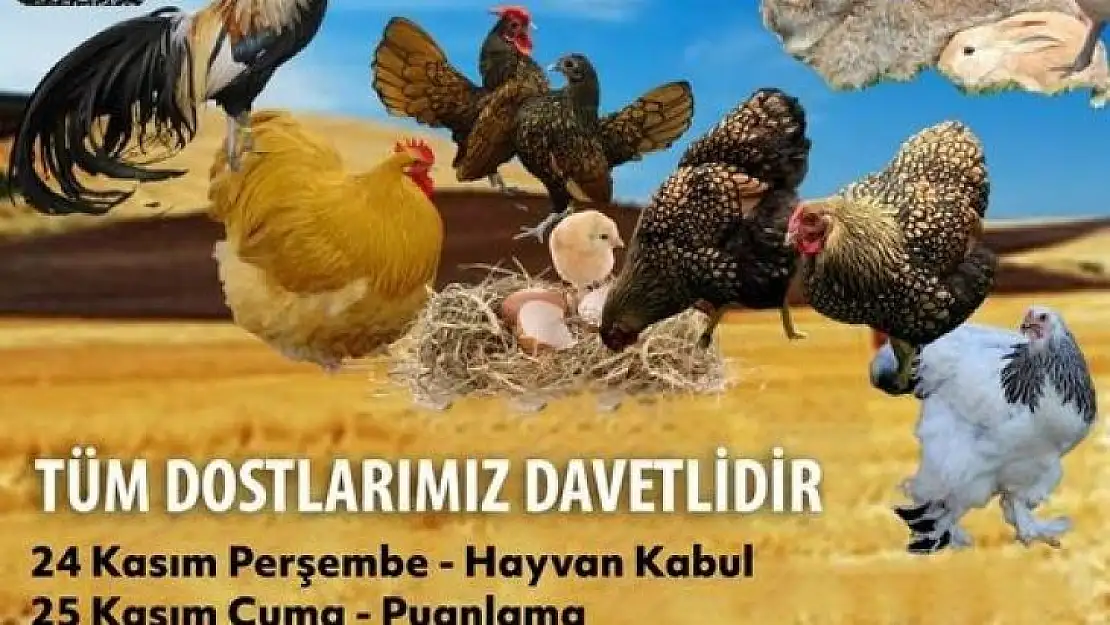 MUĞLA'DA BİRBİRİNDEN ÇEŞİT SÜS HAYVANLARI KIYASIYA YARIŞACAK