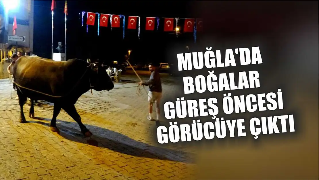 Muğla'da Boğalar Güreş Öncesi Görücüye Çıktı: Devler Podyumda!