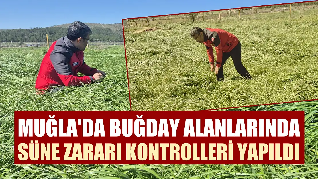 Muğla'da Buğday Alanlarında Süne Zararı Kontrolleri Yapıldı