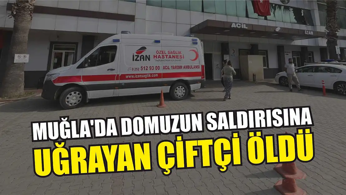 Muğla'da domuzun saldırısına uğrayan çiftçi öldü