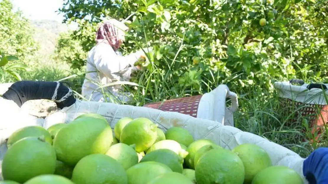 Muğla'da hasat zamanı