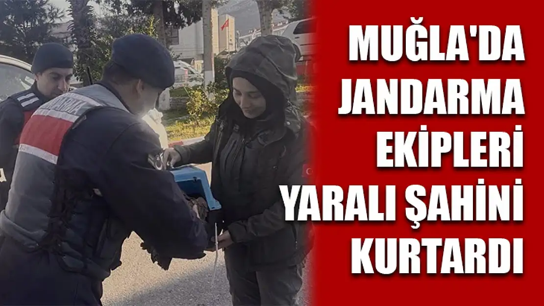 Muğla'da jandarma ekipleri yaralı şahini kurtardı