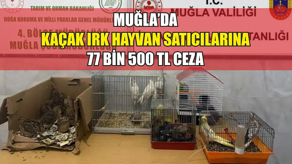 Muğla'da kaçak ırk hayvan satıcılarına 77 bin 500 TL ceza