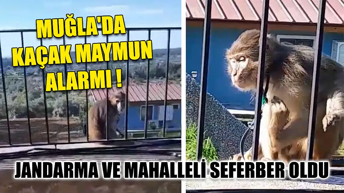 Muğla'da kaçak maymun alarmı jandarma ve mahalleli seferber oldu