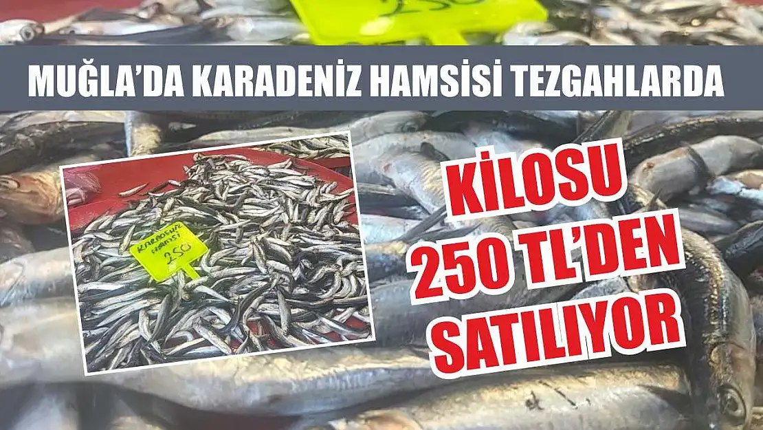 Muğla'da Karadeniz Hamsisi Tezgahlarda: Kilosu 250 TL'den Satılıyor