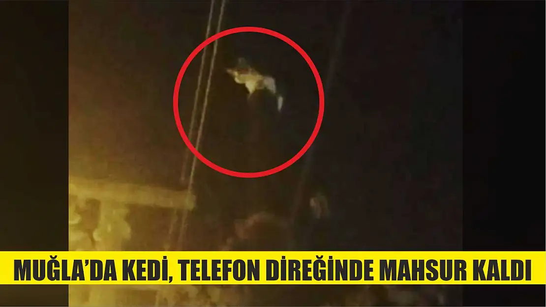 Muğla'da kedi, telefon direğinde mahsur kaldı