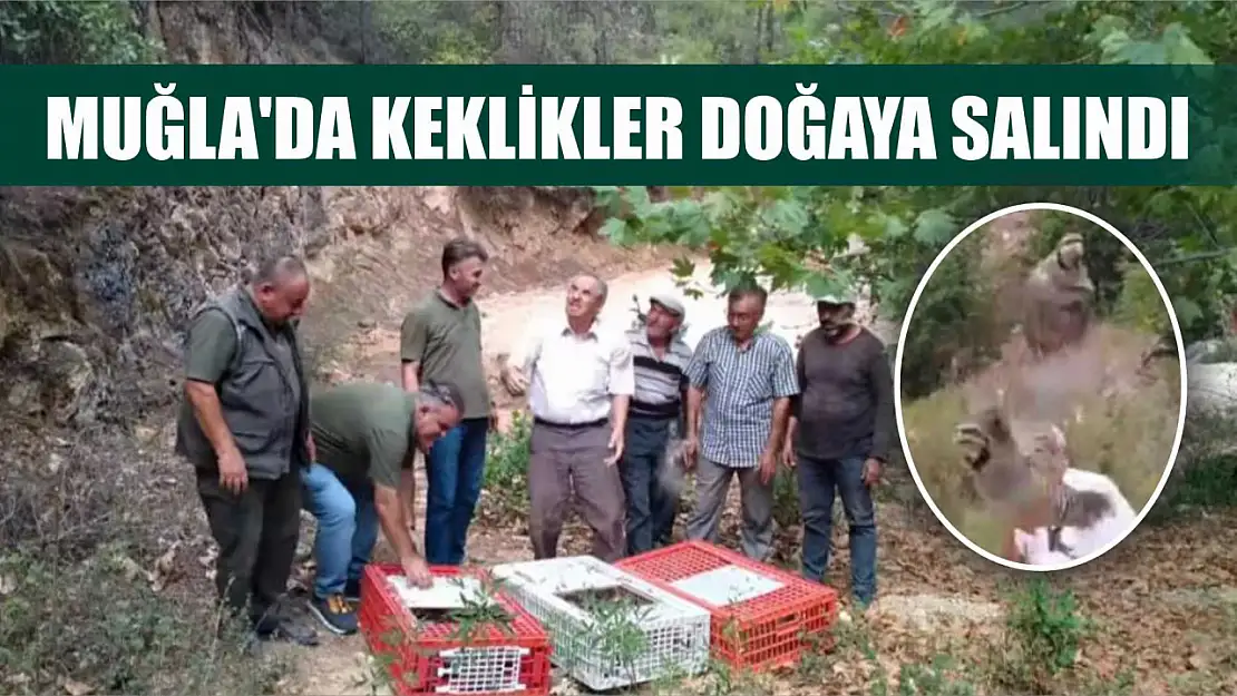 Muğla'da keklikler doğaya salındı