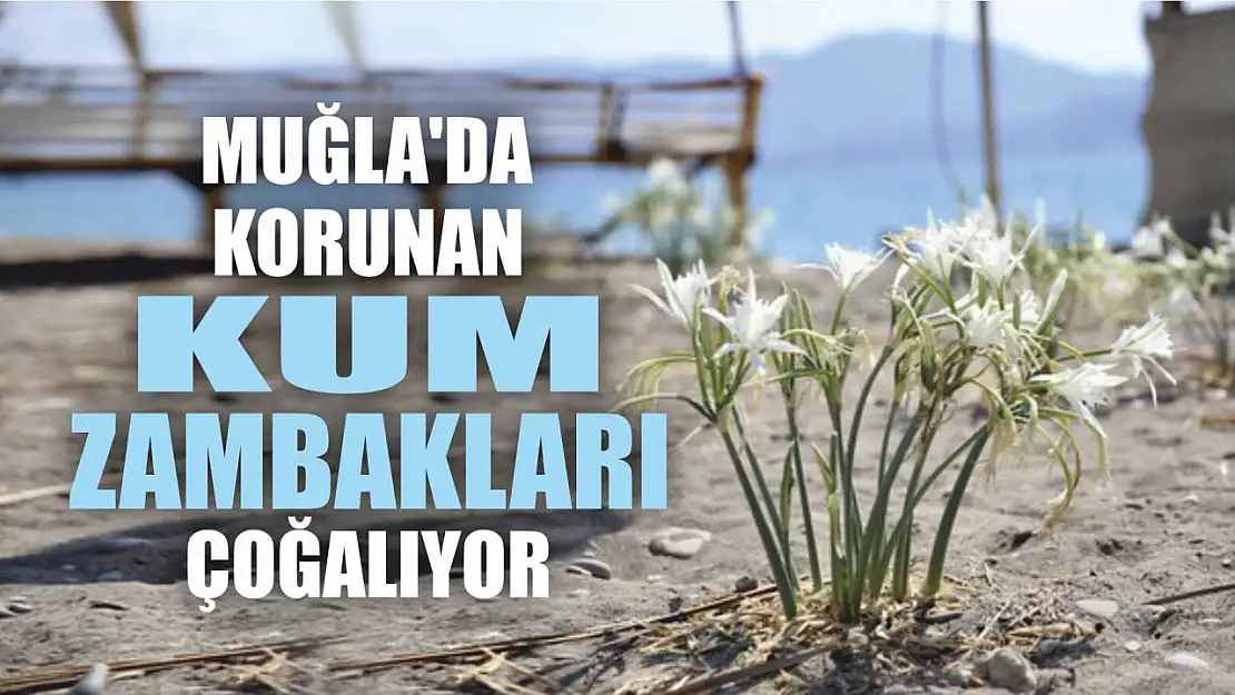 Muğla'da korunan kum zambakları çoğalıyor