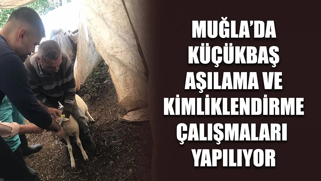 Muğla'da küçükbaş aşılama ve kimliklendirme çalışmaları yapılıyor