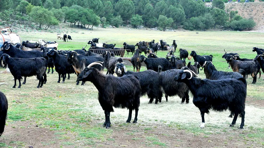 Muğla'da Kurban Bayramı Öncesi Çobanların Mesaisi Yoğunlaştı