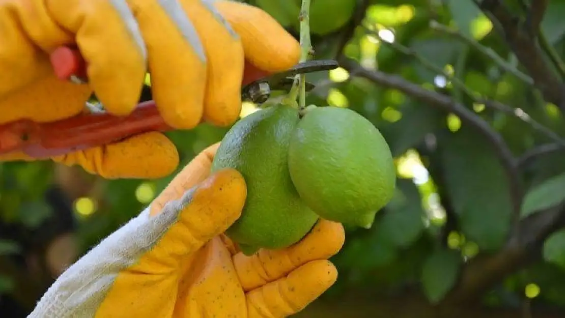 Muğla'da narenciye hasadı başladı