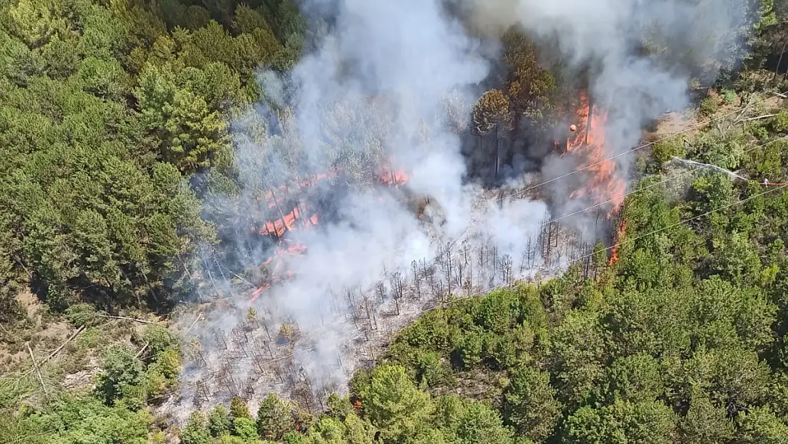 Muğla'da orman yangını