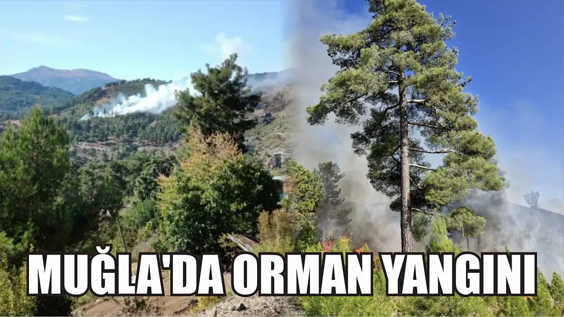 Muğla'da orman yangını