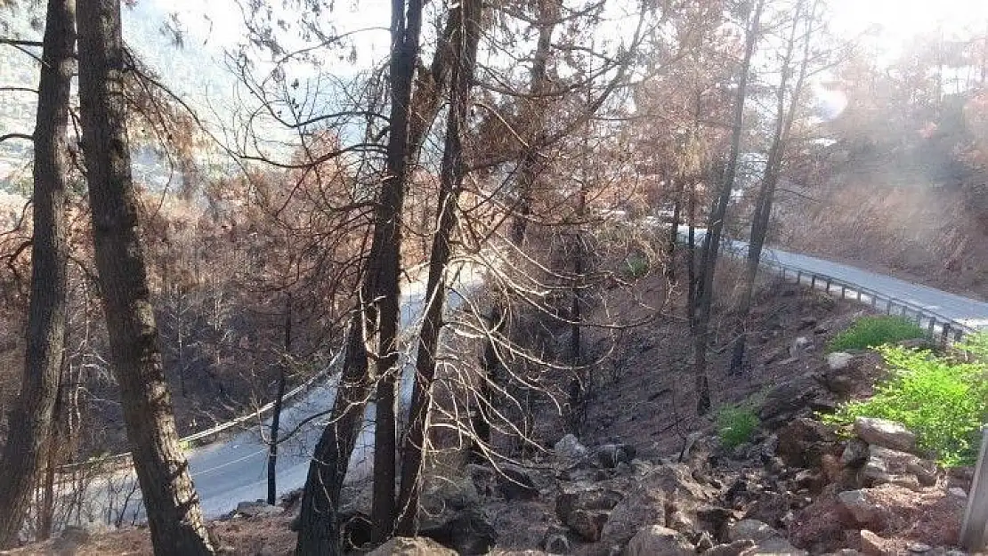 Muğla'da orman yangınları sonrası doğa küllerinden doğuyor