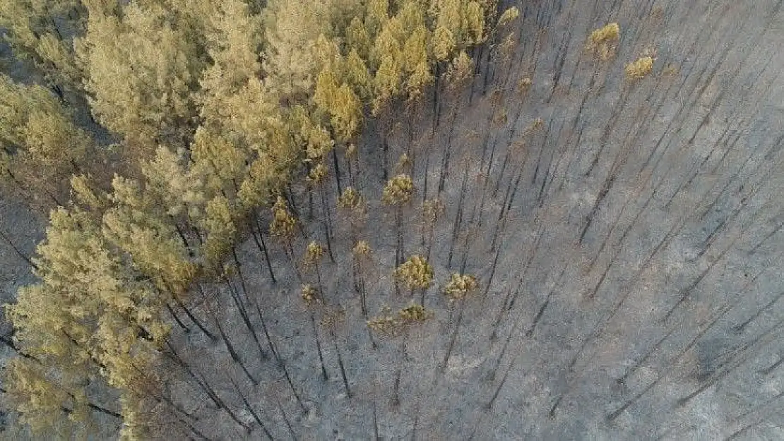 Muğla'da ormanlar alev alev yandı, tahribat gün aydınlanınca ortaya çıktı