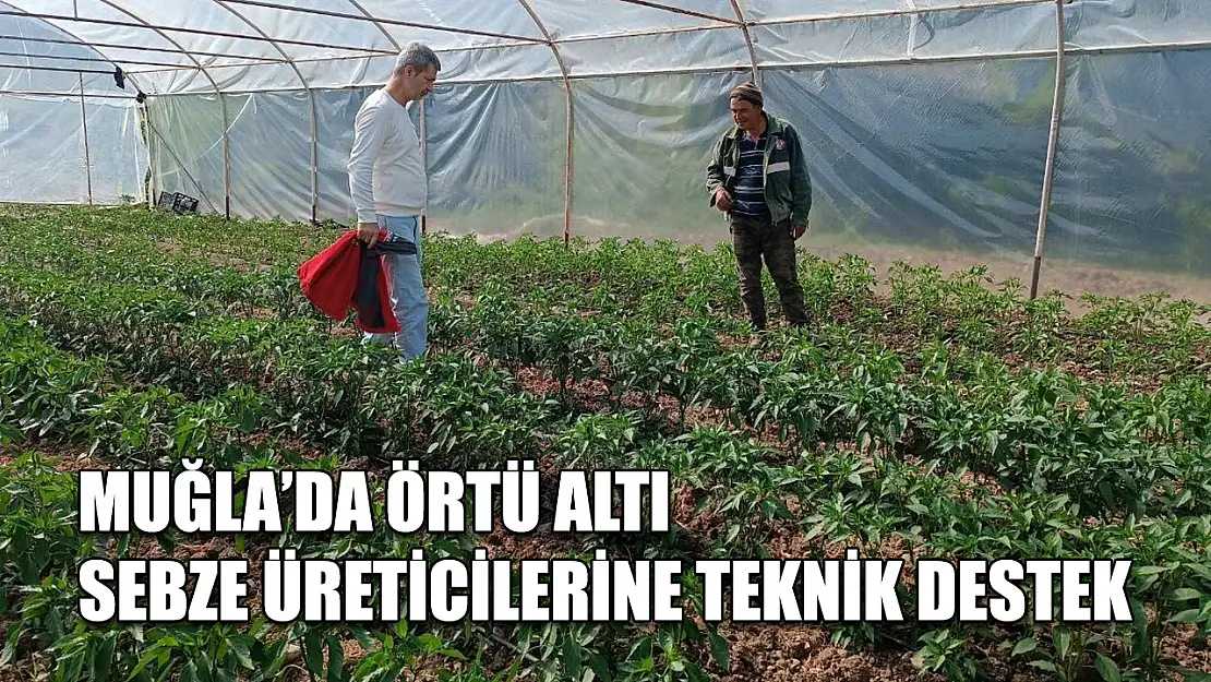 Muğla'da örtü altı sebze üreticilerine teknik destek