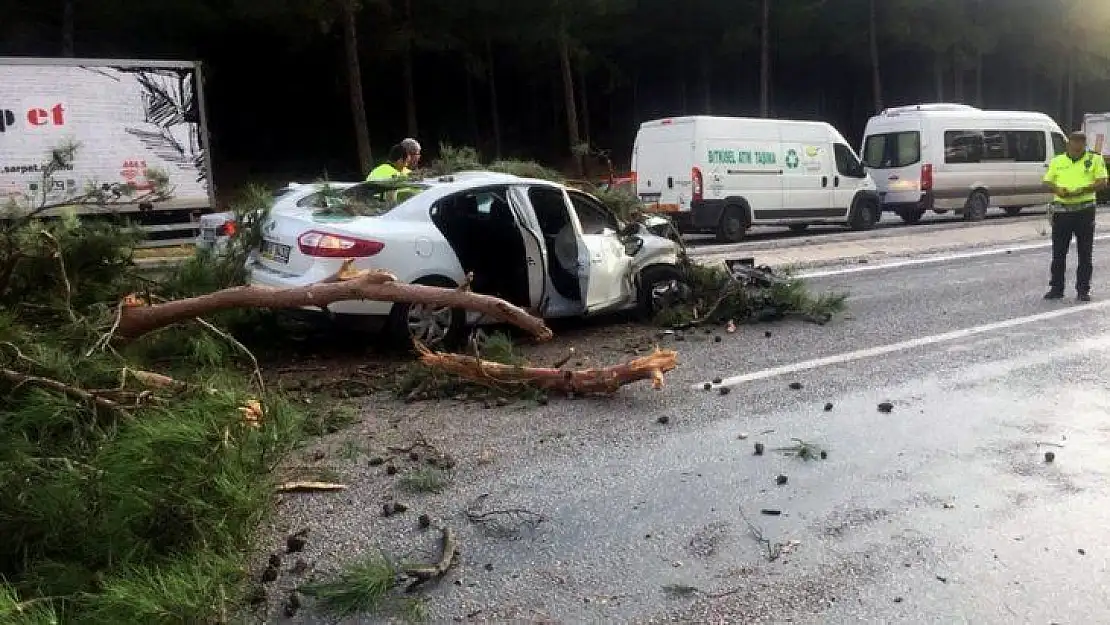 Muğla'da seyir halindeki aracın üzerine çam ağacı devrildi