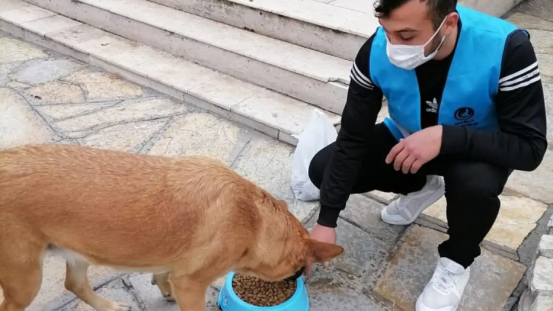 Muğla'da sokak hayvanları Ülkü Ocakları tarafından beslendi