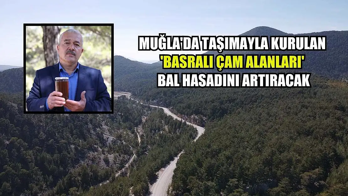 Muğla'da taşımayla kurulan 'basralı çam alanları' bal hasadını artıracak