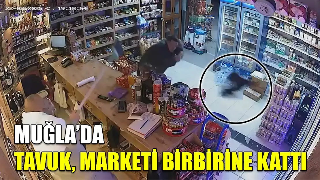 Muğla'da tavuk, marketi birbirine kattı