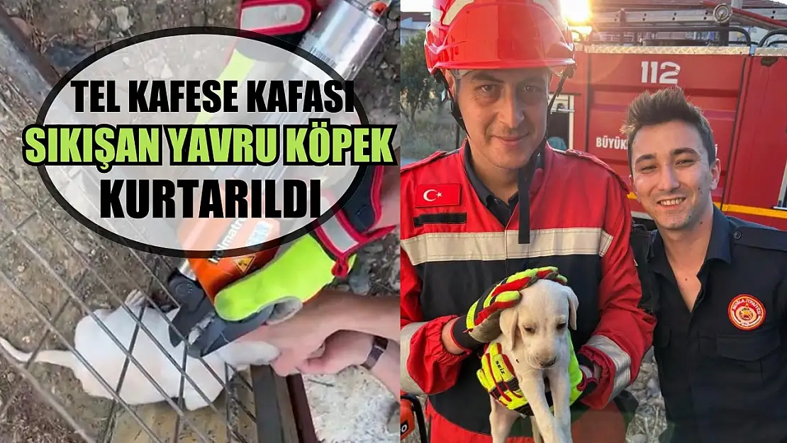 Muğla'da tel kafese kafası sıkışan yavru köpek kurtarıldı