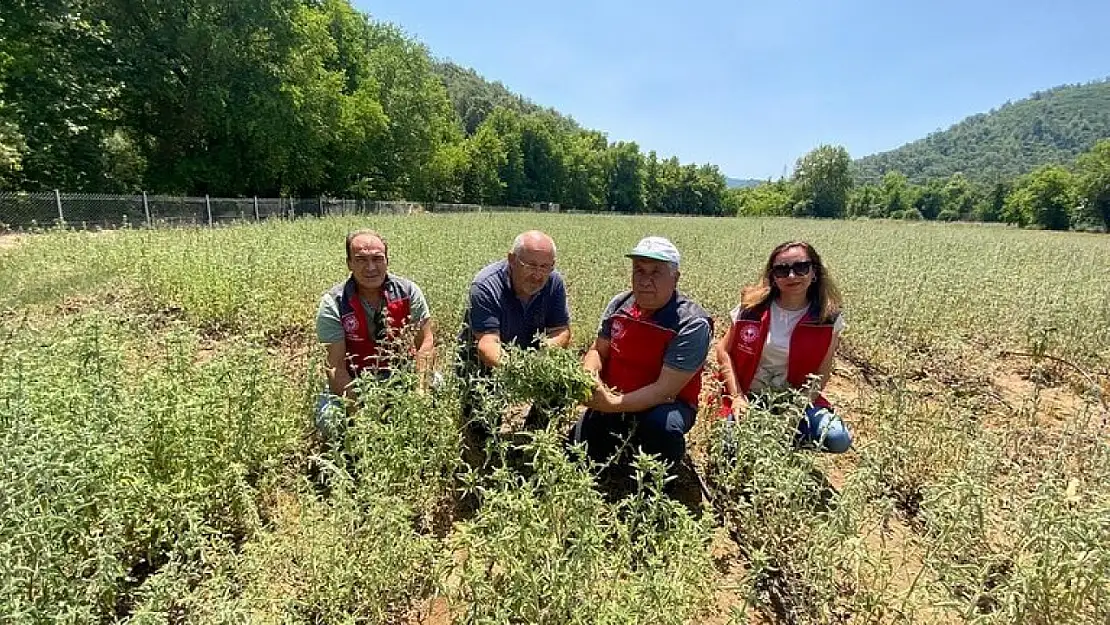 Tıbbi aromatik bitki seferberliği