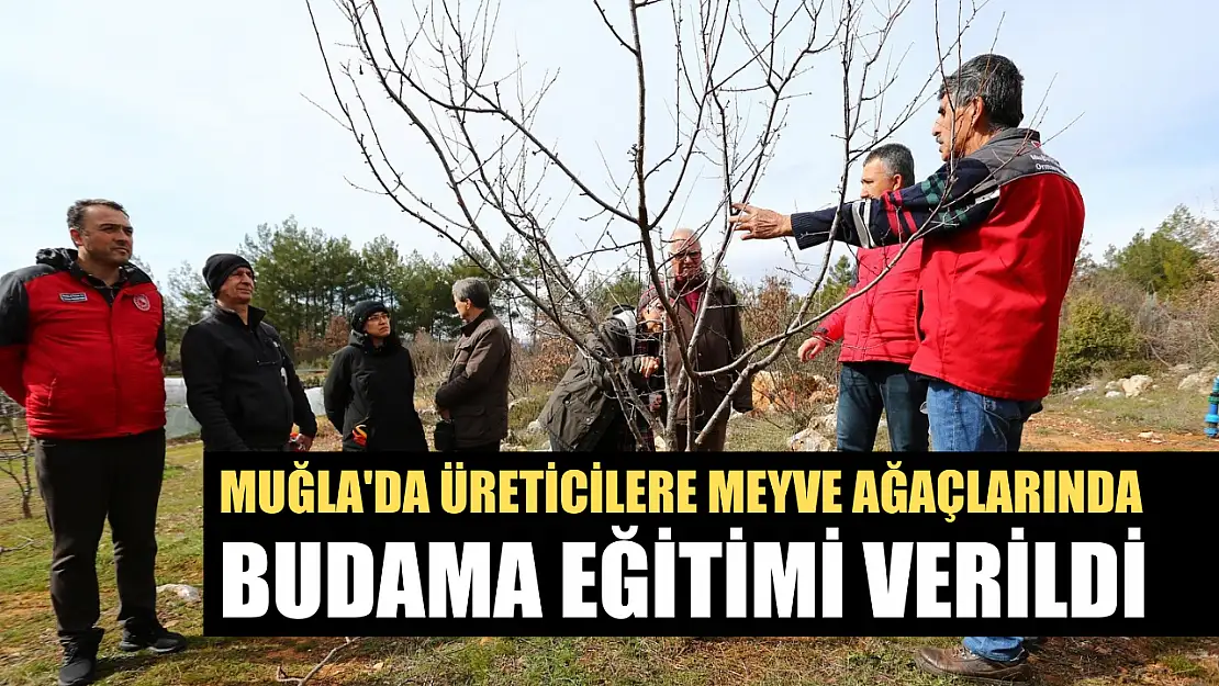 Muğla'da üreticilere meyve ağaçlarında budama eğitimi verildi