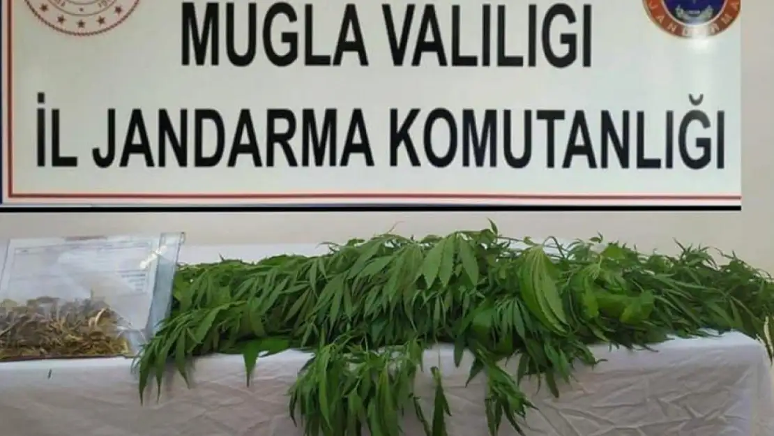 Muğla'da uyuşturucu operasyonu