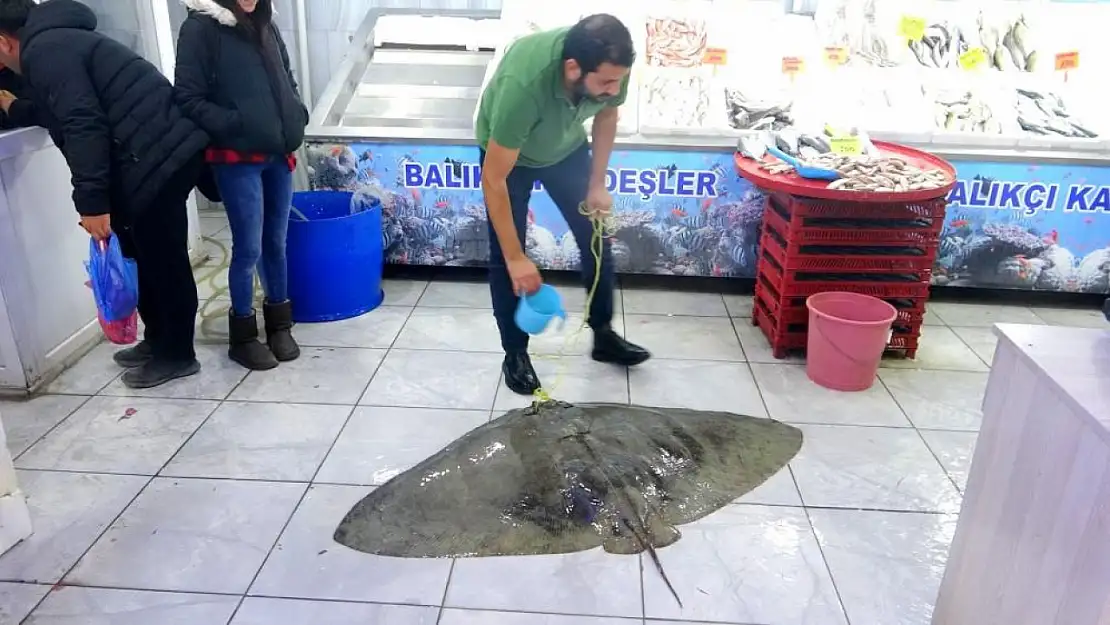 Muğla'da yakalanan vatoz balığı görenleri şaşırttı