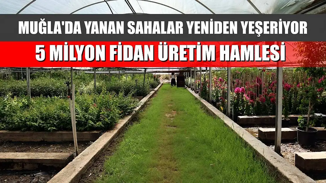 Muğla'da Yanan Sahalar Yeniden Yeşeriyor: 5 Milyon Fidan Üretim Hamlesi