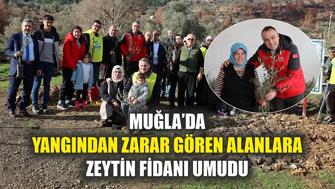 Muğla'da Yangından Zarar Gören Alanlara Zeytin Fidanı Umudu