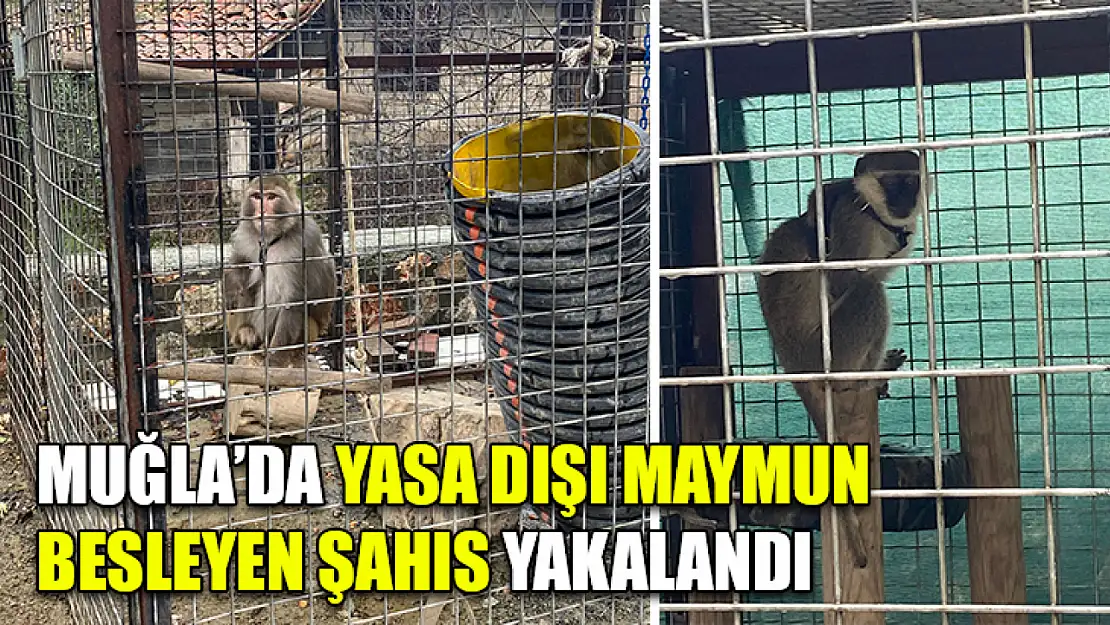 Muğla'da Yasa Dışı Maymun Besleyen Şahıs Yakalandı