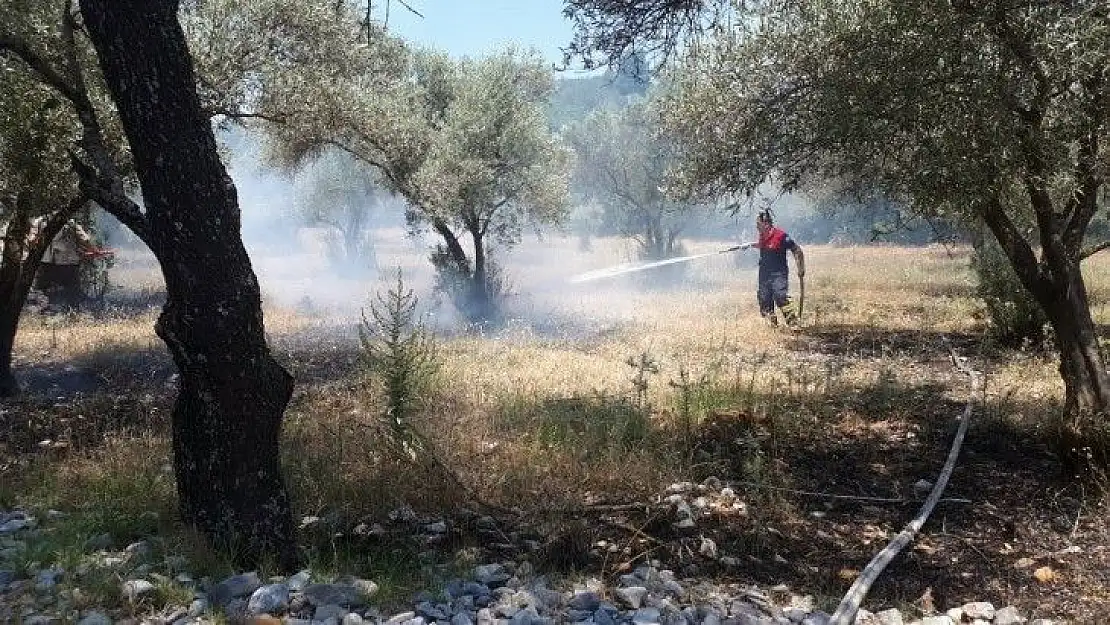 Muğla'da zeytinlik yangını