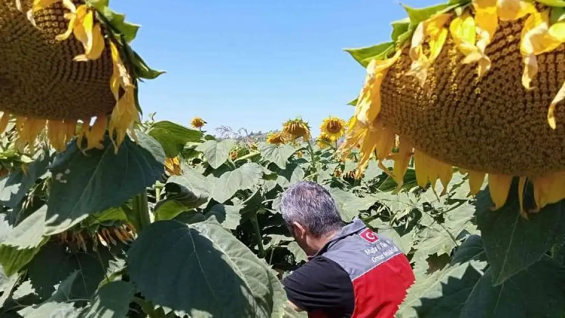 Muğla'daki çalışmalarda çayır tırtılına rastlanmadı