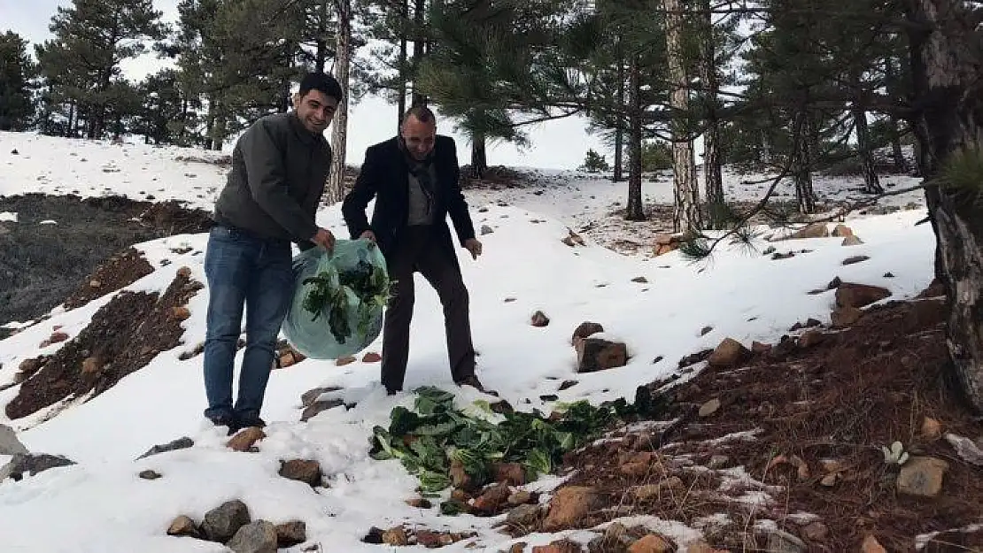 Muğla'daki yaban hayvanlarına yem