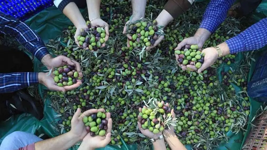 Muğla'daki zeytin verimsizliği masaya yatırıldı