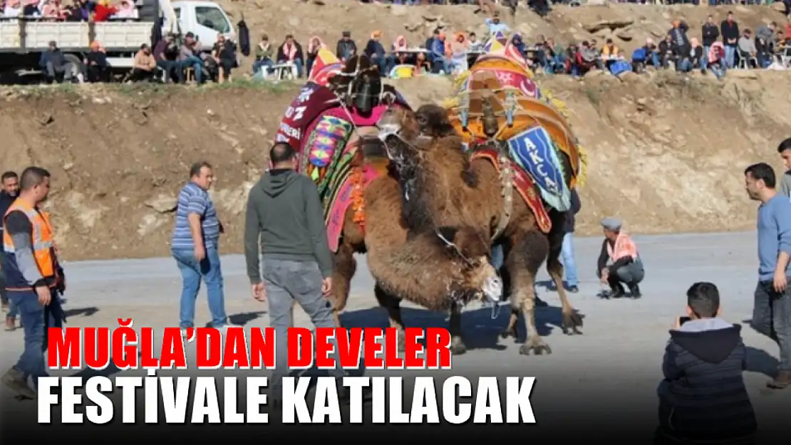 Muğla'dan develer festivale katılacak