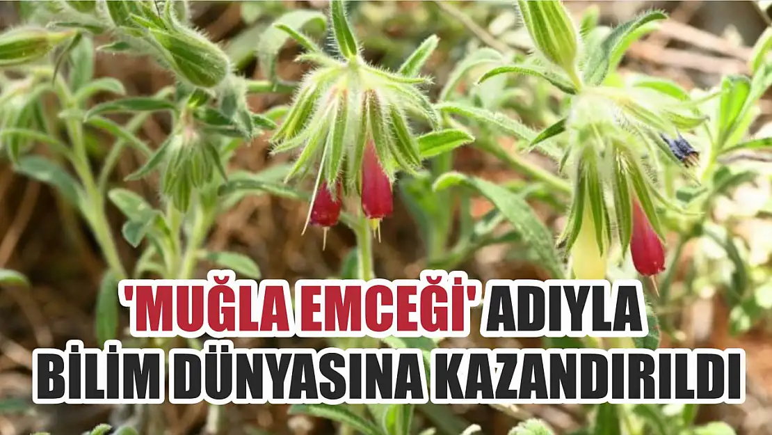 'Muğla emceği' adıyla bilim dünyasına kazandırıldı