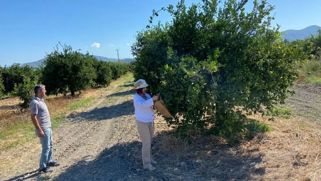 MUĞLA İL TARIM, AĞAÇ ÖLÜMLERİNE NEDEN OLAN BAKTERİYE KARŞI ÖNLEM ALIYOR