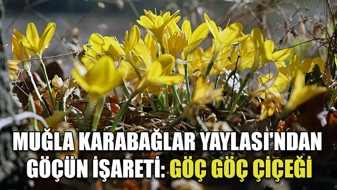 Muğla Karabağlar Yaylası'ndan göçün işareti: Göç Göç Çiçeği