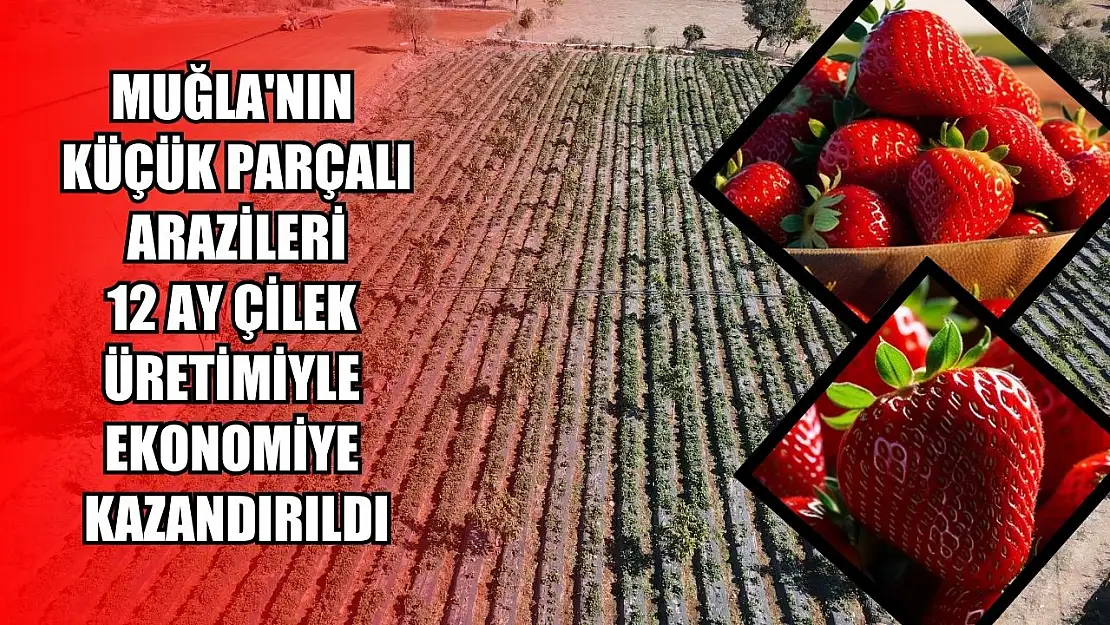 Muğla'nın küçük parçalı arazileri 12 ay çilek üretimiyle ekonomiye kazandırıldı