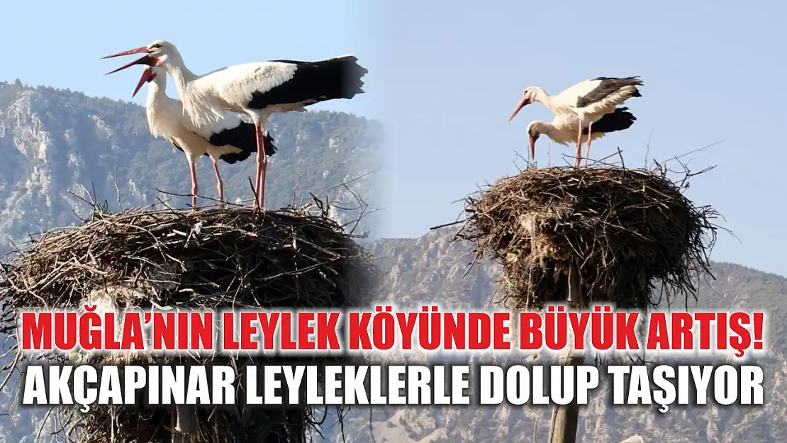 Muğla'nın leylek köyünde büyük artış! Akçapınar leyleklerle dolup taşıyor