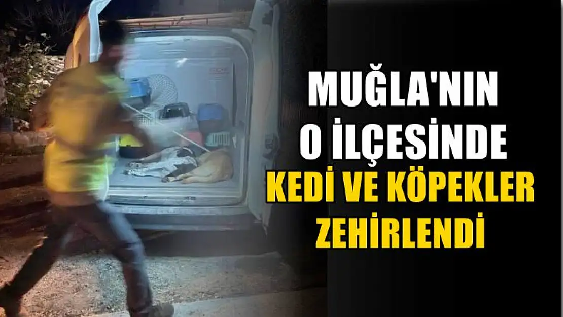 Muğla'nın o ilçesinde kedi ve köpekler zehirlendi