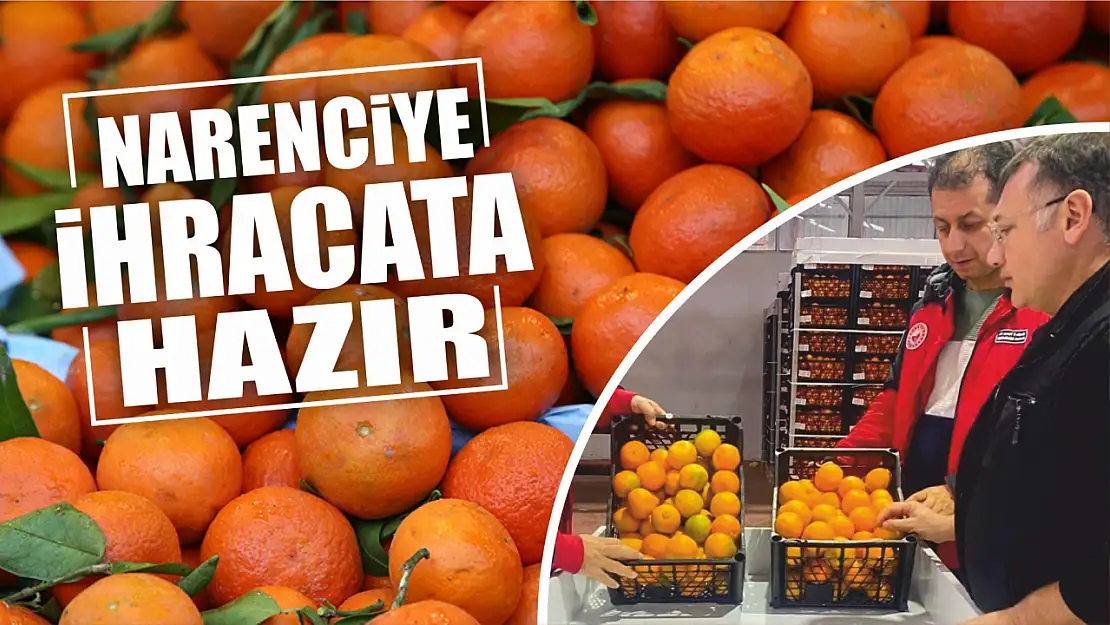 Narenciye ihracata hazır