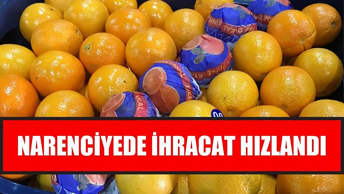 Narenciyede ihracat hızlandı