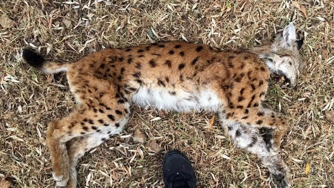 Nesli tükenme tehlikesinde olan vaşak ölü bulundu