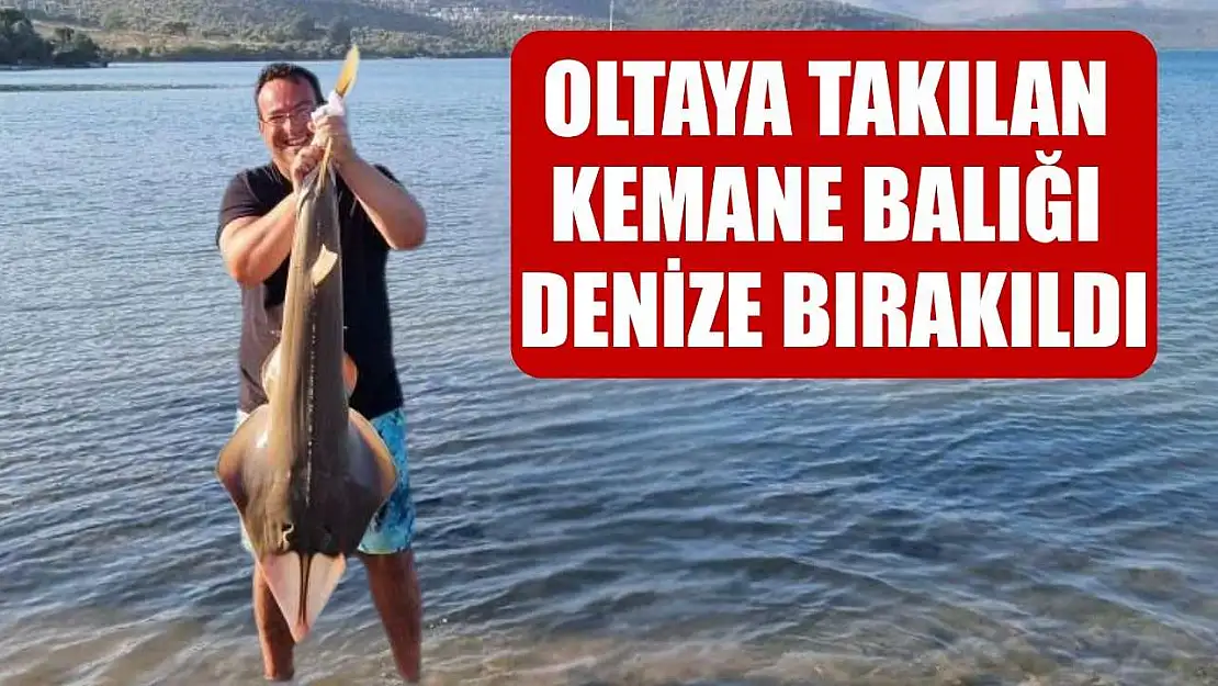Oltaya takılan kemane balığı denize bırakıldı