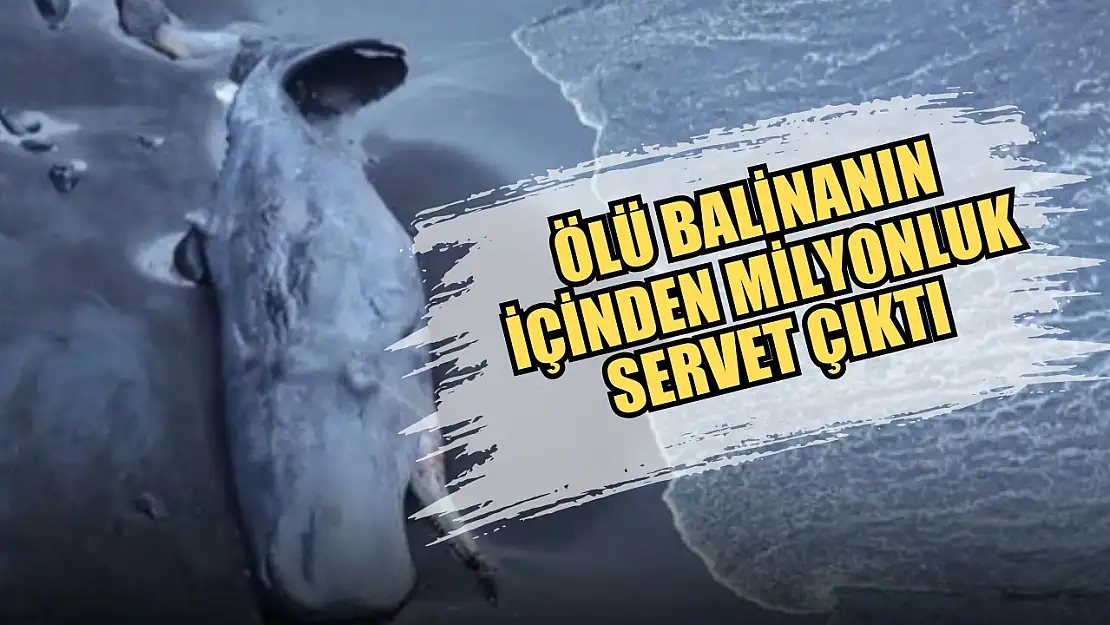 Ölü balinanın içinden milyonluk servet çıktı