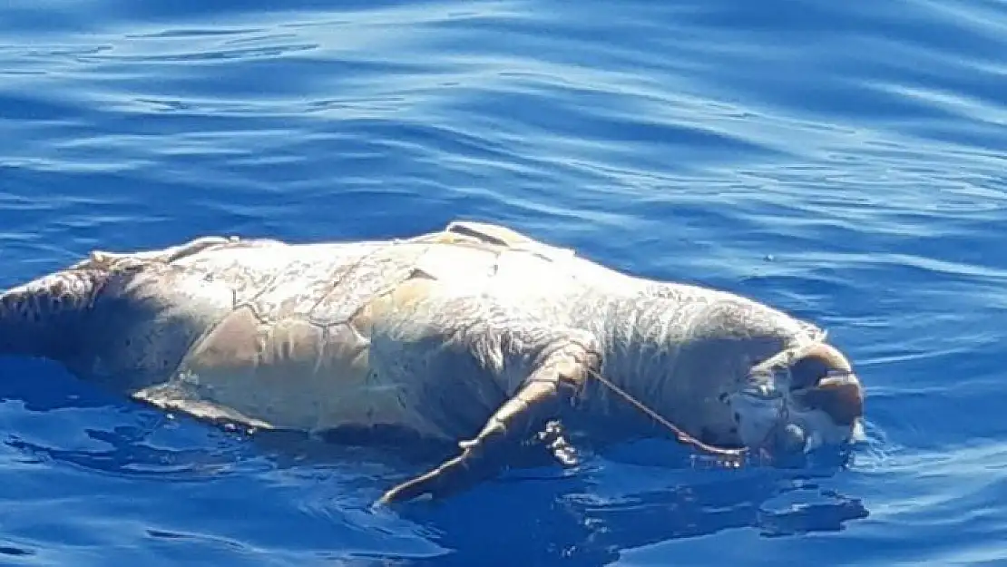 Ölüdeniz'de kıyıya ölü Caretta vurdu