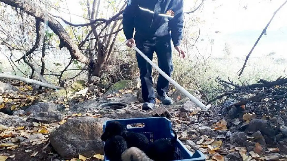 Ölümü bekleyen yavruları itfaiye kurtardı